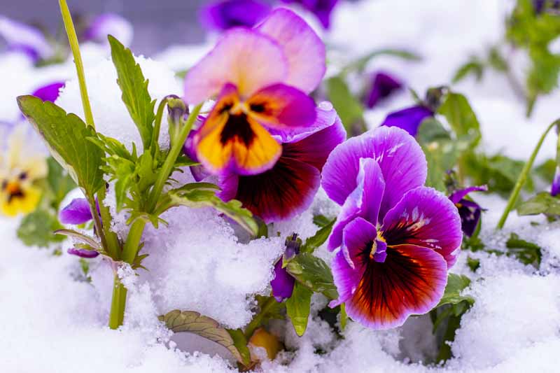 Pansies in snow